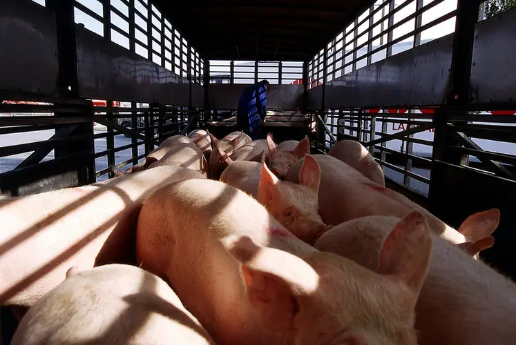 <em class="placeholder">Attention : mention &quot;archives&quot; obligatoire. Transport des porcs / Porcins en bétaillère / Déchargement des porcs pour l&#039;abattoir / animaux dans un camion</em>