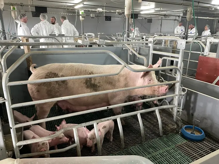 <em class="placeholder">Deux groupes de progrès maternité liberté ont été mis en place au sein de Porc Armor Evolution. Ici en visite chez Mickaël et Isabelle Belloeil.</em>