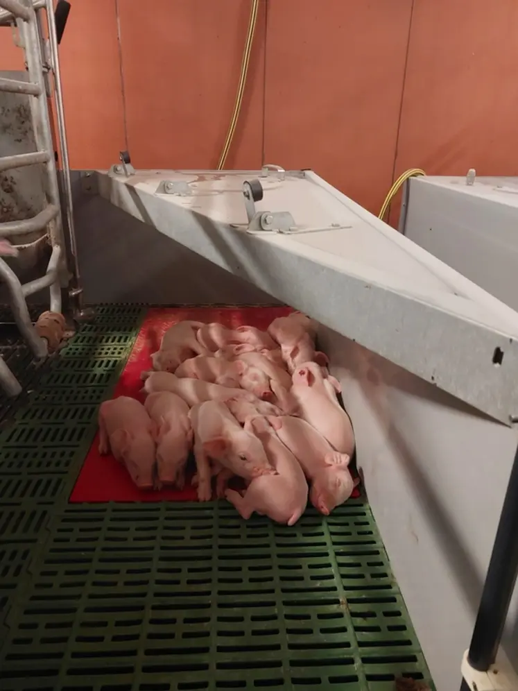<em class="placeholder">La double ambiance avec une température de salle de 18-20 °C et de 35 °C sous le nid la première semaine incite les porcelets à rester au chaud du nid.</em>