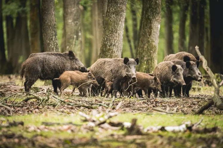 <em class="placeholder">Les effectifs de sangliers, potentiels porteurs de la fièvre porcine africaine, sont en forte expansion</em>