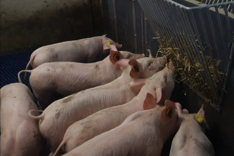 <em class="placeholder">L’enrichissement dans la case (ici de la paille en râtelier) détourne l’attention des porcs et réduit l’importance des morsures. Mais il ne constitue pas une ...</em>
