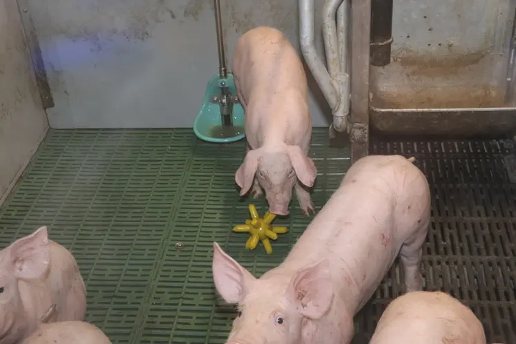 <em class="placeholder">L'apport de jouets supplémentaires détourne l'attention des porcelets et réduit les risques de blessures.</em>