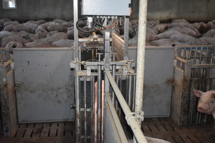 <em class="placeholder">Une station de tri équipée d’une caméra évalue le poids de chaque animal et l’oriente vers l’une des deux aires d’alimentation selon son poids.</em>