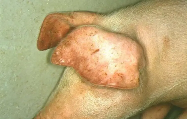 <em class="placeholder">Un animal contaminé par le virus de la FPA peut développer des rougeurs sur la peau.</em>