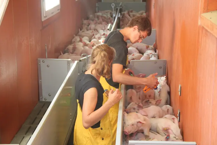 <em class="placeholder">Pour des porcs élevés dans des élevages fermés, la vaccination contre la FPA ne se justifie pas.</em>