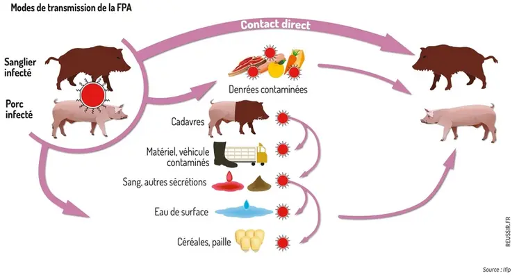 <em class="placeholder">Graphique = Modes de transmission de la FPA</em>