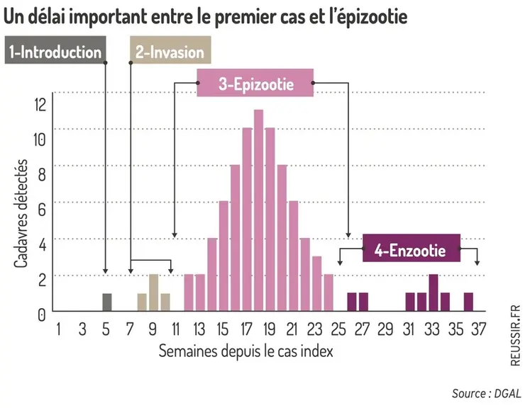 <em class="placeholder">Graphique = Un délai important entre le premier cas et l’épizootie</em>