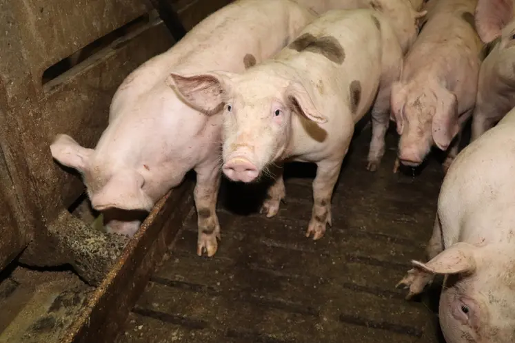 <em class="placeholder">La pulvérisation d’inhibiteurs d’uréase réduit de 25 % les émissions d’ammoniac d’une porcherie</em>