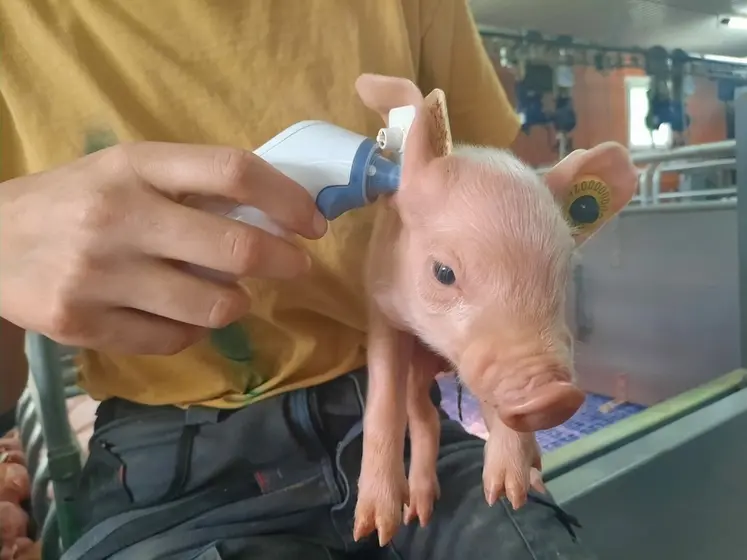 <em class="placeholder">La prise de température à l&#039;oreille du porcelet est une technique testée par l&#039;Ifip pour évaluer la température corporelle de l&#039;animal après la mise-bas </em>