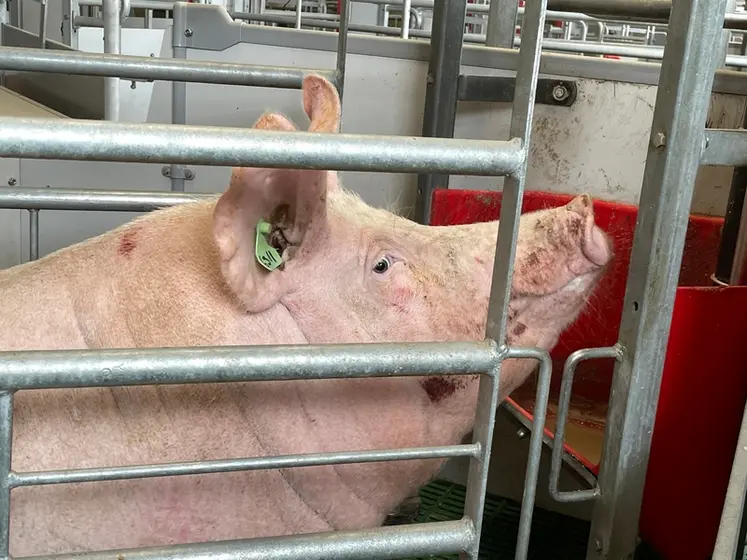 <em class="placeholder">Sur les truies comme sur les porcs en croissance, l'alimentation de précision est source de gains technico-économiques.</em>