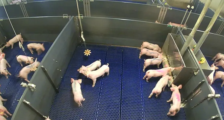 <em class="placeholder">La sociabilisation permet de gagner du temps pour constituer les cases de post-sevrage, grâce à des porcelets plus curieux et moins peureux.</em>
