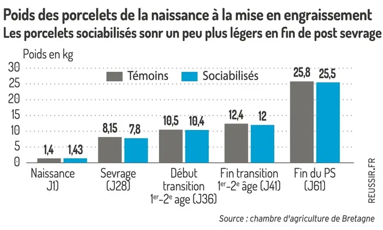 <em class="placeholder">Graphique = Poids des porcelets de la naissance à la mise en engraissementLes porcelets sociabilisés sont un peu plus légers en fin de post-sevrage</em>