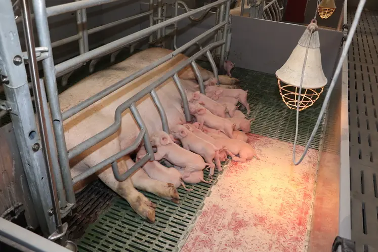<em class="placeholder">Bien-être animal : Le sol des maternités joue-t-il un rôle sur les lésions podales des porcelets?</em>
