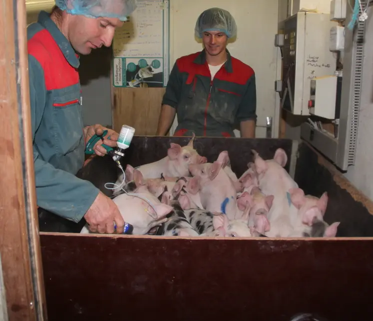 <em class="placeholder">Élevage porcin. Vaccination des porcelets. vaccin. santé animale. produit vétérinaire. </em>