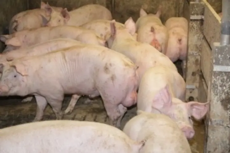 <em class="placeholder">La part de mâle entier poursuit sa progression avec 52% des porcs mâles abattus et représente 20% des porcs présentés au MPF. </em>