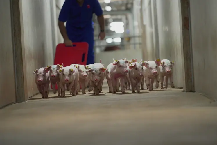 <em class="placeholder">La technologie d&#039;édition du génome, approuvée par la FDA, sera utilisée pour sélectionner des porcs PIC résistants au SDRP.</em>