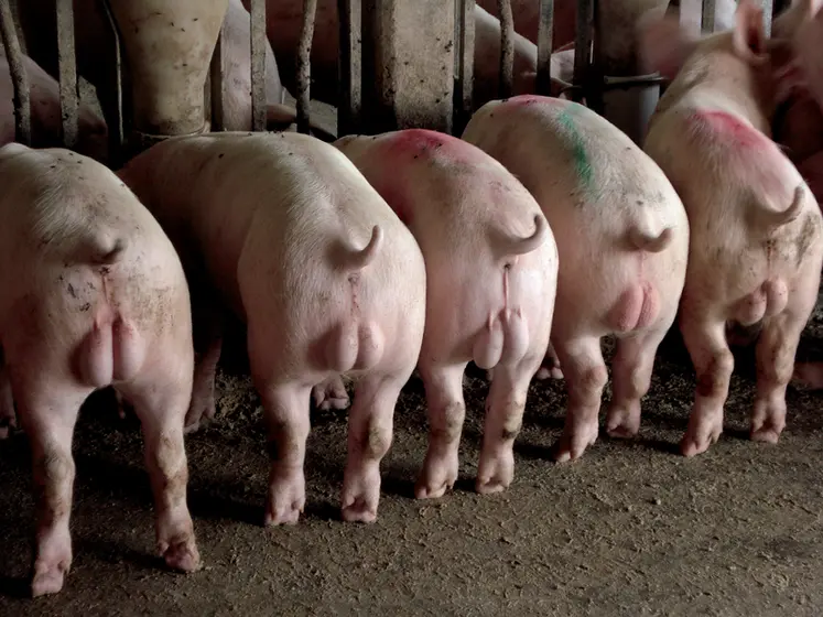<em class="placeholder">Les Allemands valident l’immunocastration des porcs mâles</em>