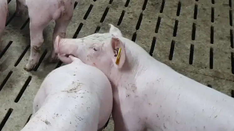 <em class="placeholder">Il existe des liens clairs entre des situation rencontrée par un porc dans la case comme une agression et son expression vocale.</em>