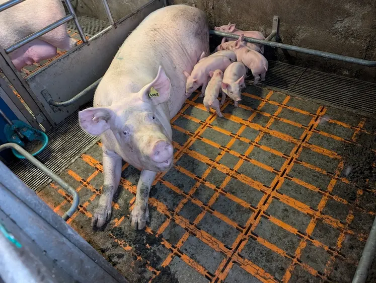 <em class="placeholder">MAternité libertée pour les truies</em>