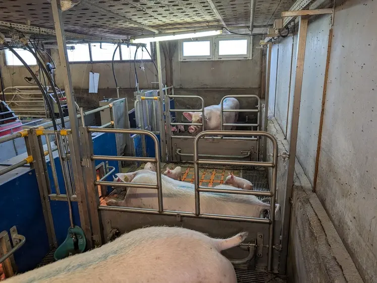 <em class="placeholder">MAternité libertée pour les truies</em>