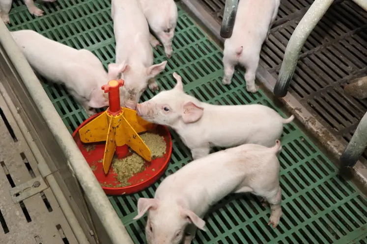 <em class="placeholder">Il faut distribuer le gel dans une augette à l’avant de la truie</em>