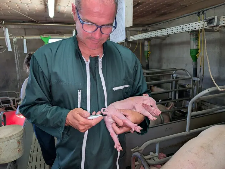 <em class="placeholder">Les prises de température réalisées par Dominique Merrant sur les porcelets nouveaux-nés donnent une indication sur la qualité de la prise colostrale.</em>