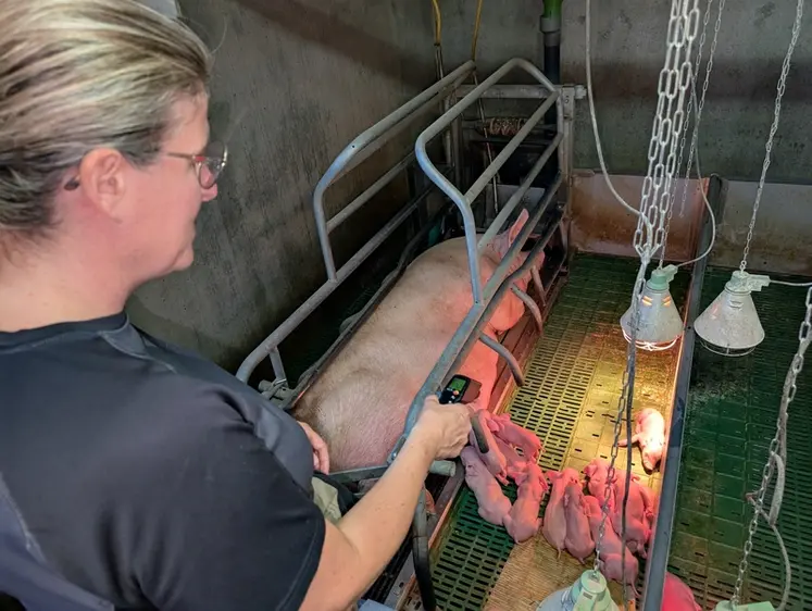 <em class="placeholder">Un thermomètre laser infrarouge est l&#039;outil indispensable pour mesurer la température de surface des nids à porcelets. </em>