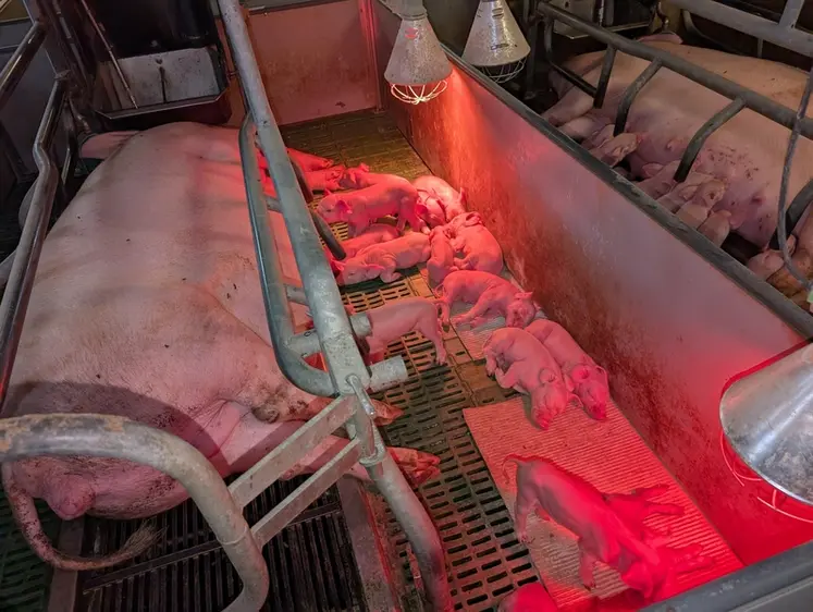 <em class="placeholder">L&#039;augmentation de la température des nids de 28 à 32 °C a permis d&#039;améliorer le confort des porcelets.</em>