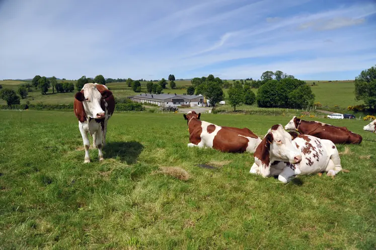 <em class="placeholder">Les lactosérum issus des productions laitières du MAssif Central constituent une matière première de qualité pour l'alimentation des porcs charcutiers de la région.</em>