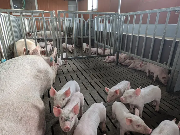<em class="placeholder">Dans les salles de lactation, les porcelets peuvent circuler dans des groupes de quatre cases. Ils disposent d'un vaste nid facilement accessible. Les truies sont en liberté ...</em>