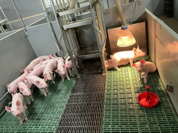 <em class="placeholder">Les 180 cases de maternité avec sevrage sur place de la Ferme de Ker Angel mesure 7 m² (2,65 m x 2,65 m). Elles offrent 0,5 m² par porcelet à 14 animaux par case en ...</em>