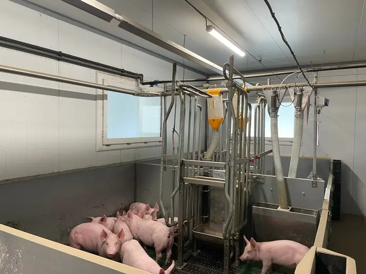 <em class="placeholder">Les consignes de température varient de 22 à 25,5 °C en présence des truies, puis à leur départ, un système d’ailettes à eau chaude permet de chauffer l’ambiance ...</em>