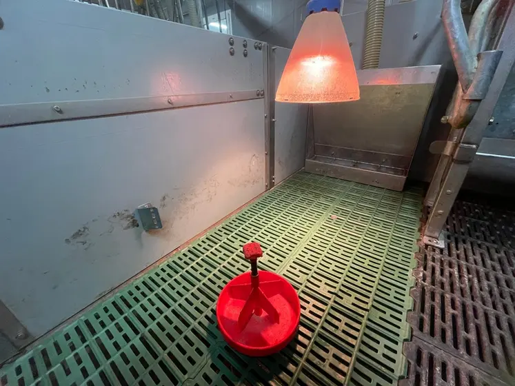 <em class="placeholder">L’aliment biscuit, puis le premier âge sont distribués dans des augettes. Ce n’est qu’à trois semaines de vie que les nourrisseurs sont installés dans les cases. ...</em>