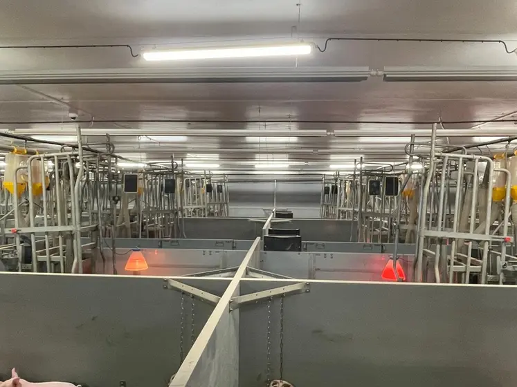 <em class="placeholder">Des cloisons hautes (75 cm) sont nécessaires pour éviter que les porcelets sevrés ne s’échappent. Du barreaudage, permettant aux truies de se voir entres elles et ...</em>