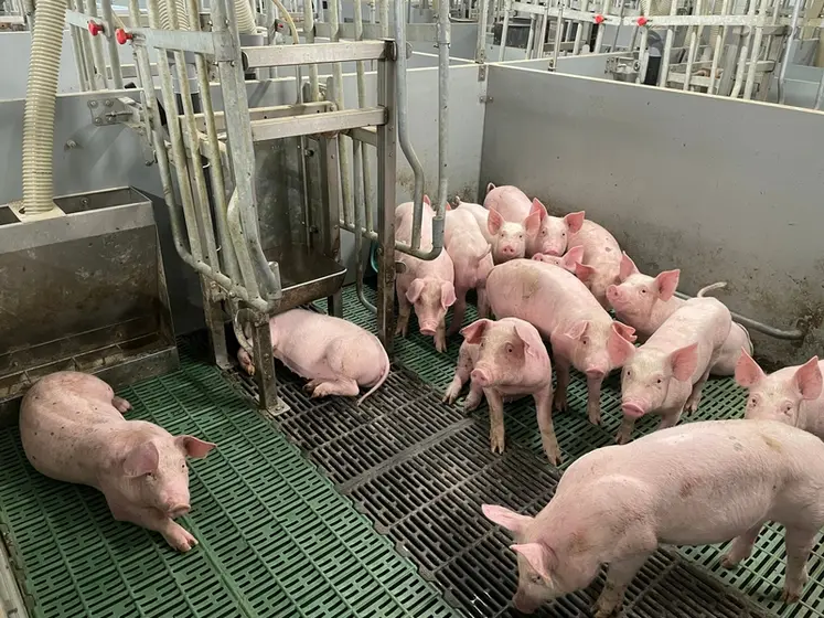 <em class="placeholder">Un point à ne pas négliger : la portance des sols ! Avec un poids de sortie supérieur à 30 kg et parfois 15 porcelets, le poids au m² devient important.</em>