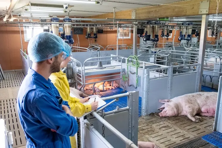 <em class="placeholder">Ouvrir les cases libertés pour socialiser les porcelets ou faire des lactations collectives, l’Ifip a testé ces deux pratiques.</em>