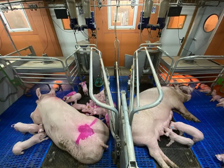 <em class="placeholder">Pour sociabiliser les porcelets uniquement, les cases ont été ouvertes vers l'avant.</em>