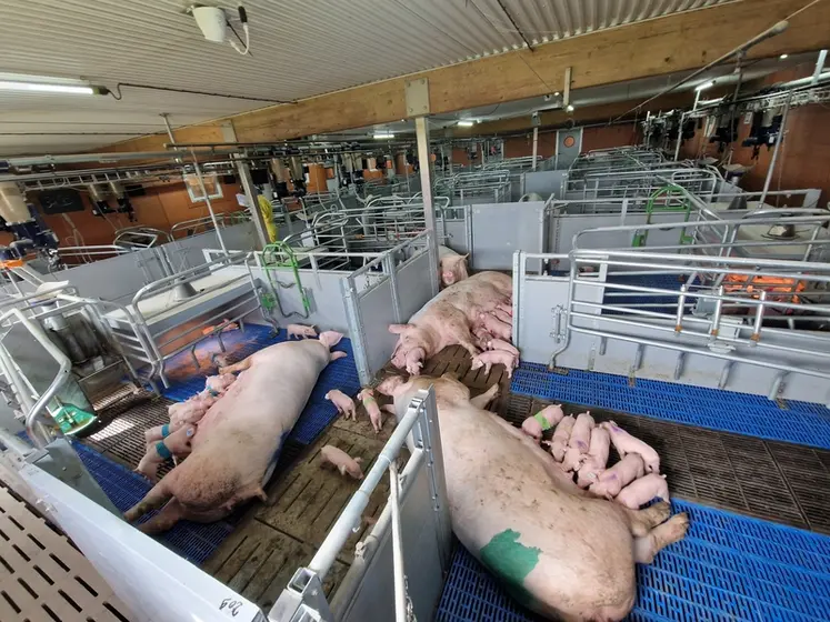 <em class="placeholder">L'ouverture des cases à l'arrière permet de constituer des groupes de truies pour une lactation collective.</em>