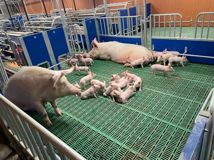 <em class="placeholder">Le concept de parcs de maternité développé par Galvelpor permet à la fois de regrouper quatre truies et de socialiser les porcelets.  </em>