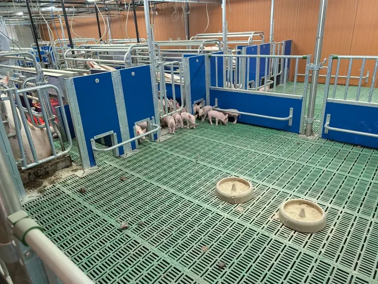 <em class="placeholder">Les truies et leur portée accèdent à l'espace commun par un portillon et des trappes situées dans les cloisons de la case de mise-bas.</em>