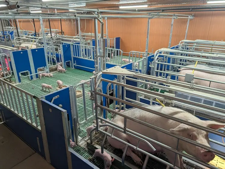 <em class="placeholder">Les truies sont bloquées dans une case ascenseur durant toute la durée de la mise bas</em>