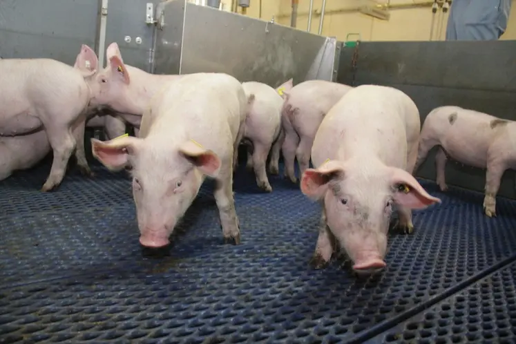 <em class="placeholder">Les diarrhées récurrentes en post-sevrage constituent une problématique fréquente et parfois tenace.</em>