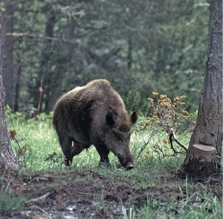 <em class="placeholder">Après l&#039;annonce des cas de FPA en Espagne, le CRP breton appelle les opérateurs de l’aval à « éviter toute surréaction négative, qui pourrait fragiliser encore plus ...</em>