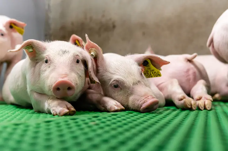 <em class="placeholder">Les prévisions de prix du porc pour 2026 s’orientent vers une évolution défavorable</em>