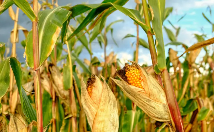 <em class="placeholder">Les prix du maïs ont reculé dans un contexte d’offre mondiale confortable</em>