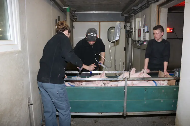 salariées en train de vacciner les porcelets dans le couloir extérieur d'une salle de post-sevrage 