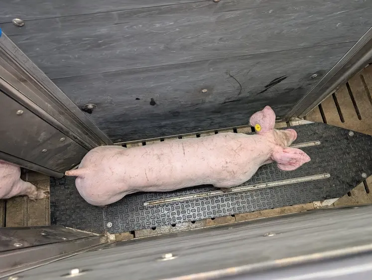 <em class="placeholder">Dans la station de tri Optisort, le poids des porcs est évalué par une caméra 3D dont la précision atteint 98%.</em>