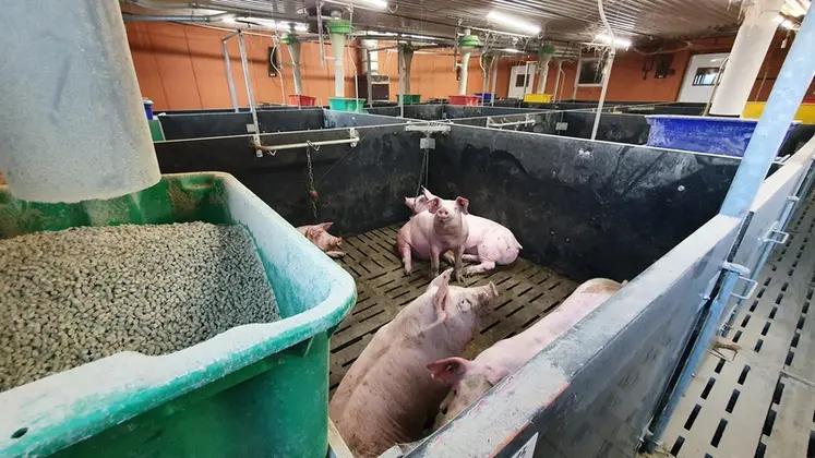 <em class="placeholder">Le surplus d'énergie apporté par la granulation est plus élevé pour le maïs que pour le blé ou l'orge.</em>