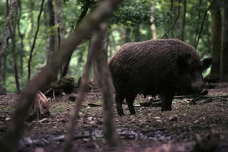 sanglier / laie suitée / faune sauvage