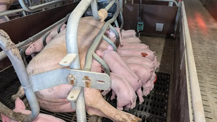 <em class="placeholder">L'objectif à la mise bas est d'atteindre 22 mm d'ELD pour assurer une lactation abondante.</em>